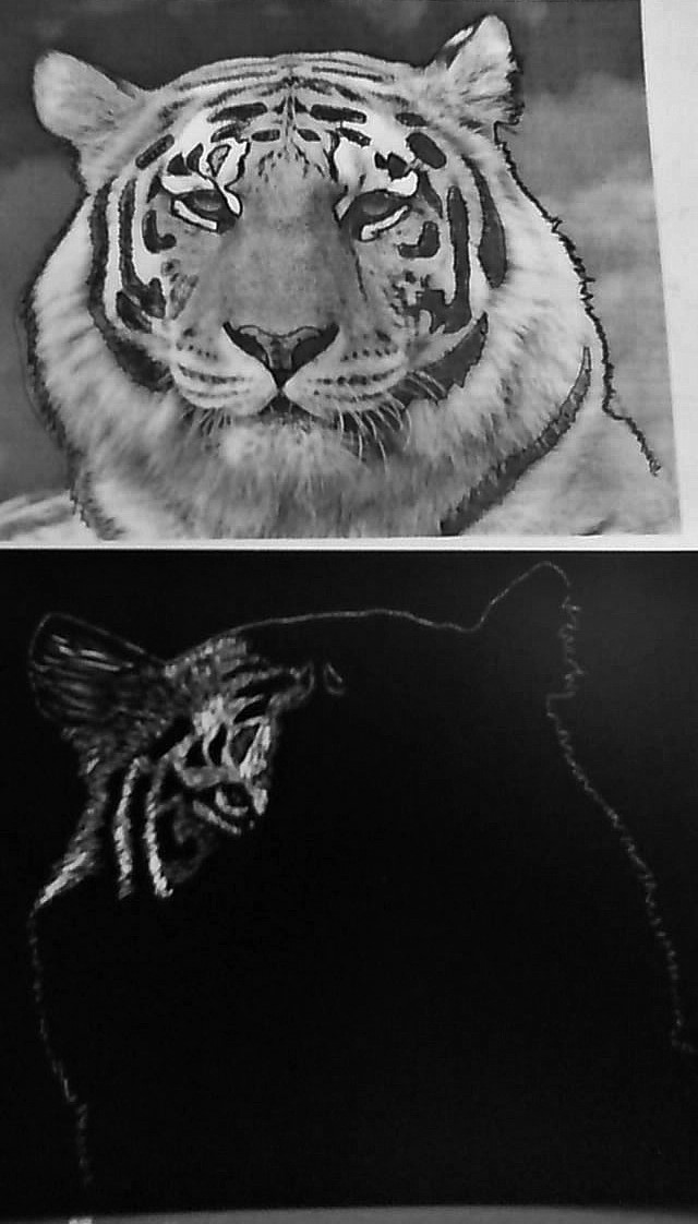 tiger scratch art