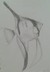 Angelfish