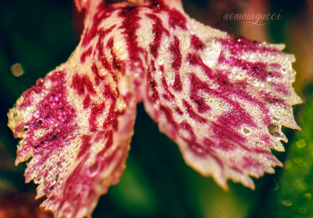 She will eat you alive by emmagucci on DeviantArt