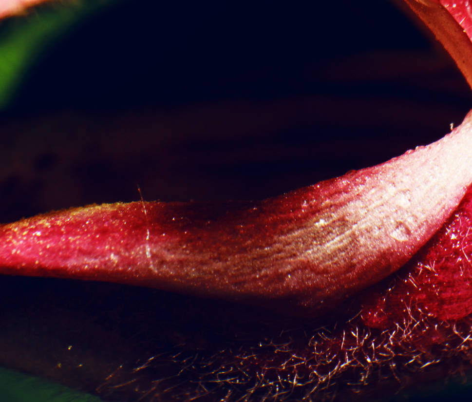 She will eat you alive by emmagucci on DeviantArt