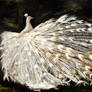 White Peacock - Oil Painting