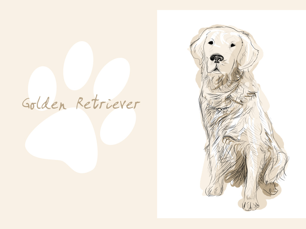 Golden Retriever by jet3270