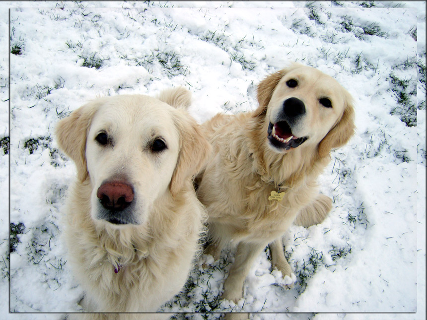 Snow Dogs I