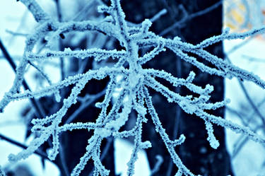 The frozen branches of our intricate life