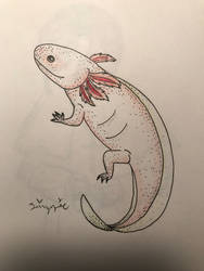 Axolotl