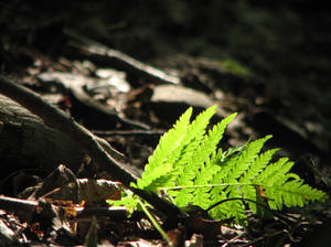 Golden fern...