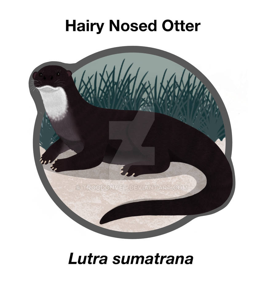 Lutra sumatrana (light) by TroodonVet on DeviantArt