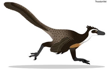 Paleo Drawing: Velociraptor mongoliensis