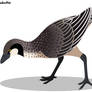 Paleo Drawing: Asteriornis maastrichtensis