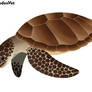 Indonesian Fauna: Chelonia mydas