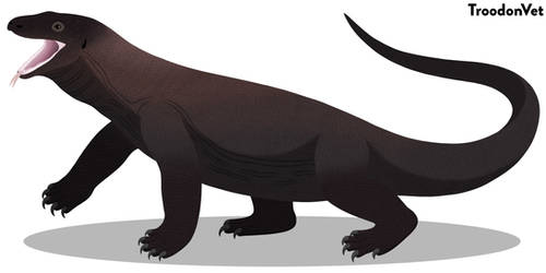Indonesian Fauna: Varanus komodoensis (Komodo)
