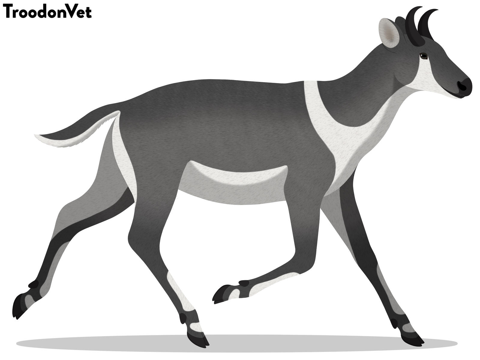 Indonesian Fauna: Duboisia santeng by TroodonVet on DeviantArt