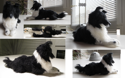 Fluffy Daisy - Border Collie Miniature