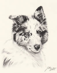 Young Amy (Border Collie x Collie)