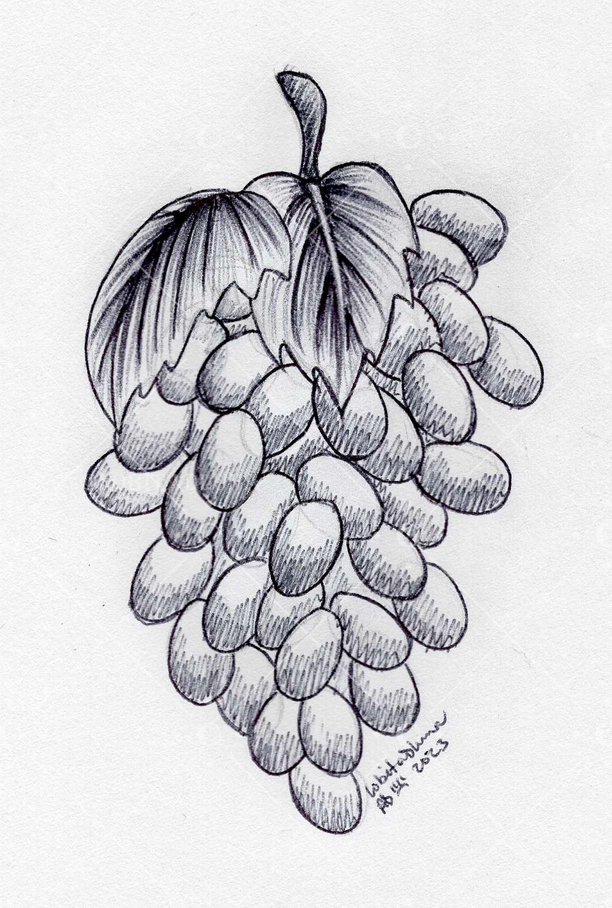 Grape Drawing Base Grapes by LobitaDLuna on DeviantArt