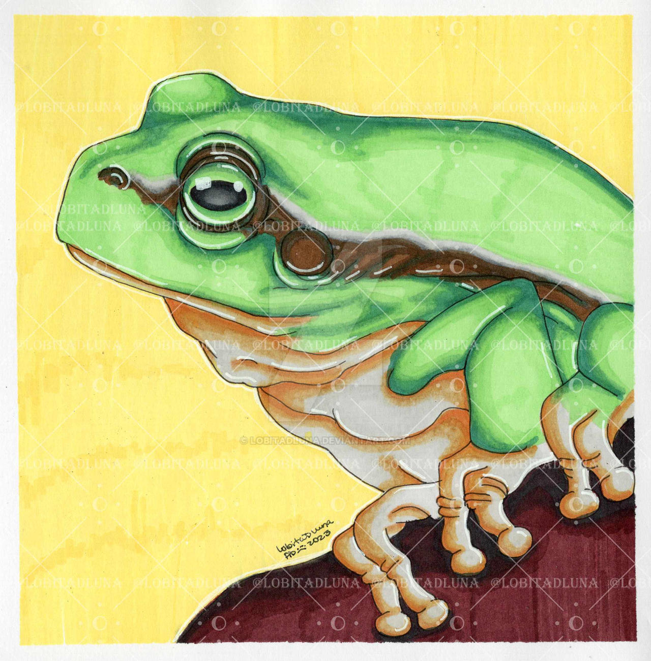 Frog by LobitaDLuna on DeviantArt