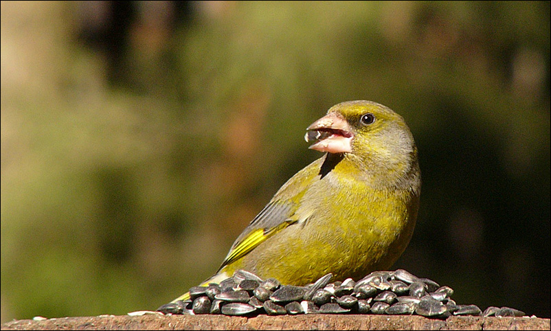 another greenfinch