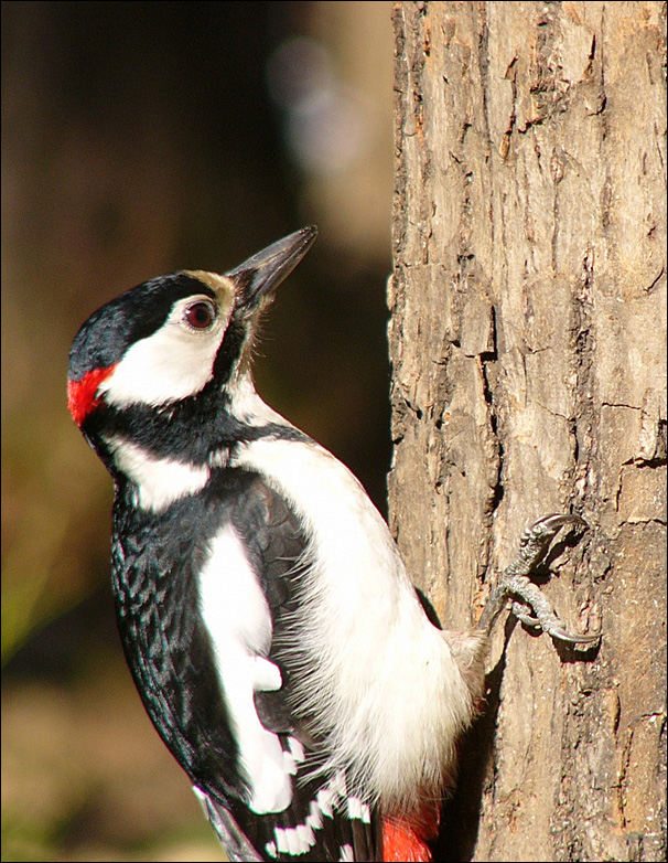 woodpecker