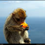 The ape of Gibraltar