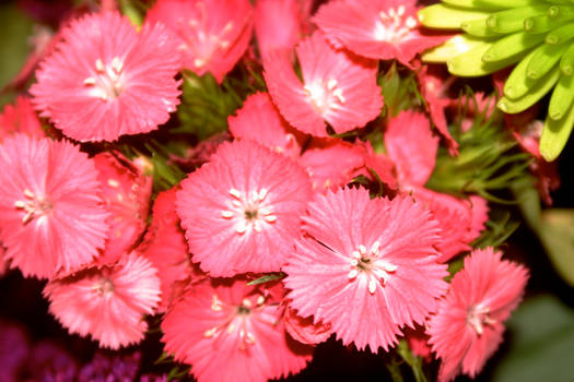 Soft Pink Flowers