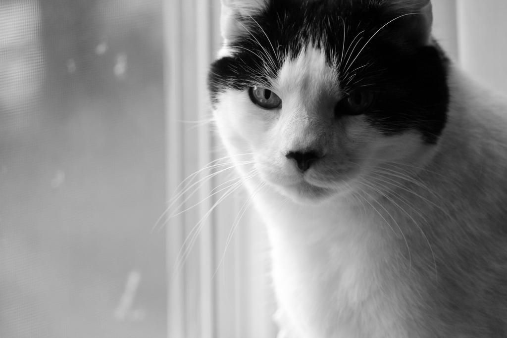 Menacing Cat by ProfRatigan on DeviantArt