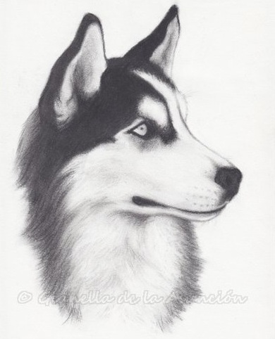 Siberian Husky