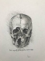Anatomy of a skull sketch