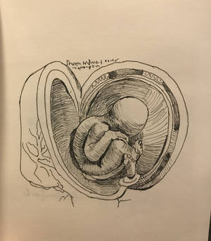 Embryo quick sketch