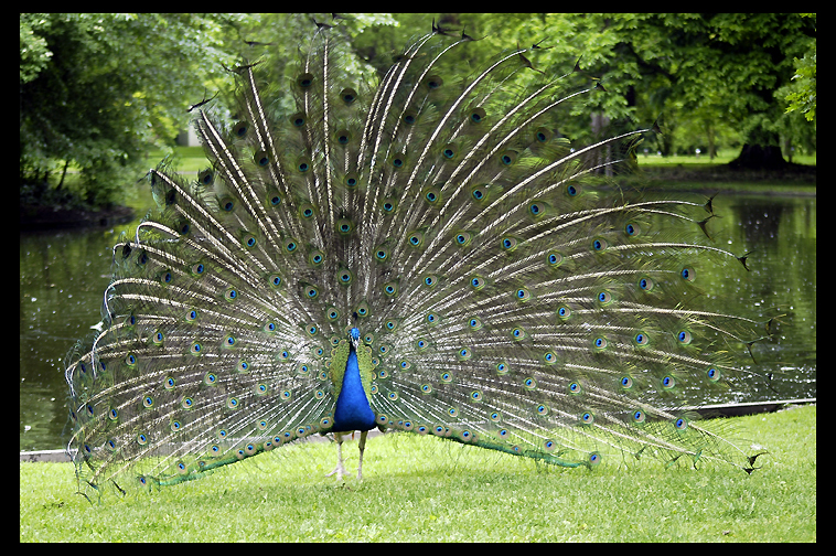 Peacock