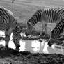 Zebras - Quenching the thirst