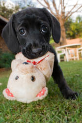 Labrador and her Bear