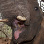 Elephant - Say Aaaaaa