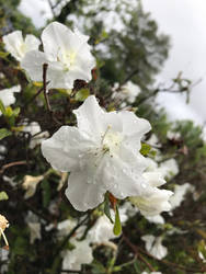 White Rhododendrons 