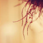 Light as a feather... by surya91