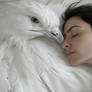 The Bird of Dreams