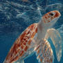 Sea Turtle