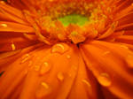 Orange Flower I by designing-Life