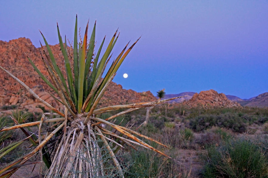 The Desert's Moon Light