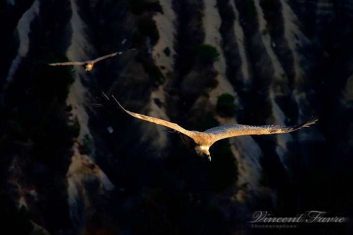 Vultures over badlands...