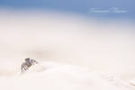 CaCo3 Desert by vincentfavre