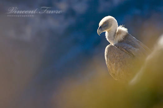 Portrait of a bird...