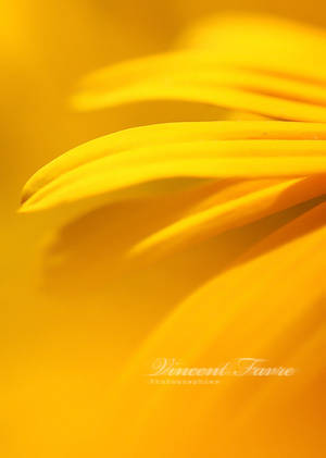 Yellow by vincentfavre
