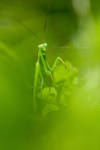 Mantis... by vincentfavre