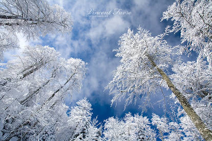 White forest...