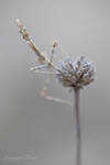 Empusa... by vincentfavre