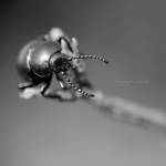 Carapace... by vincentfavre