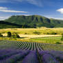 Lavender field...