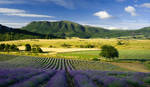 Lavender field... by vincentfavre