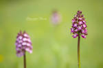 3x Orchis purpurea by vincentfavre