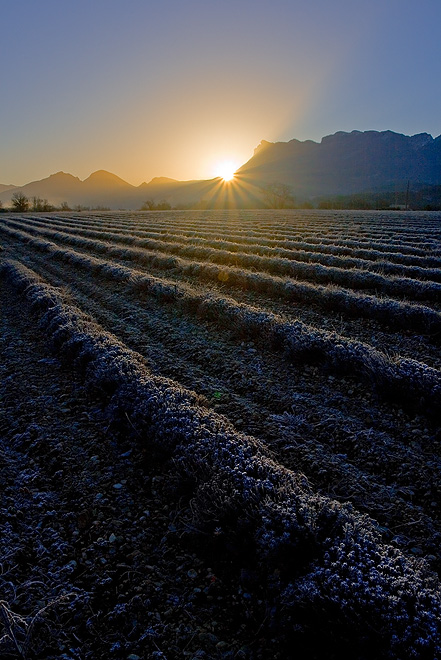 Sunrise over lavander...